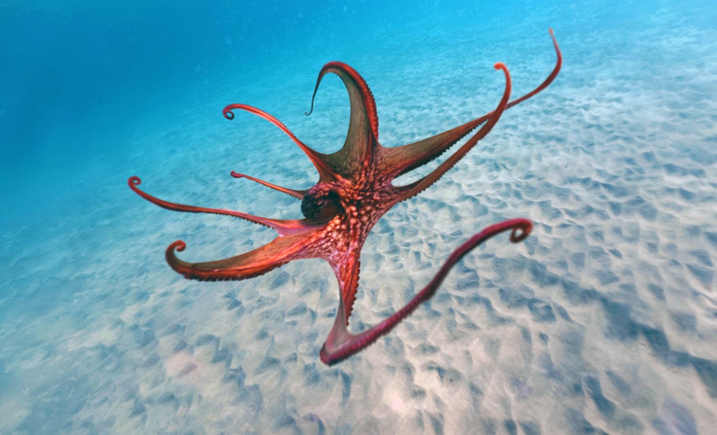 Each octopus arm has its own massive nervous system similar to a brain