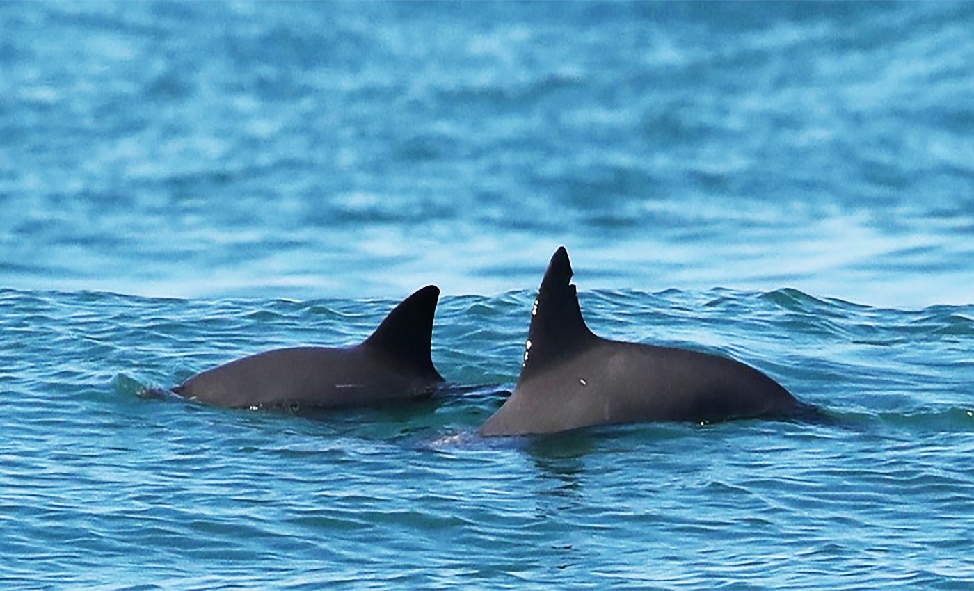 Vaquitas may disappear before most people know they exist