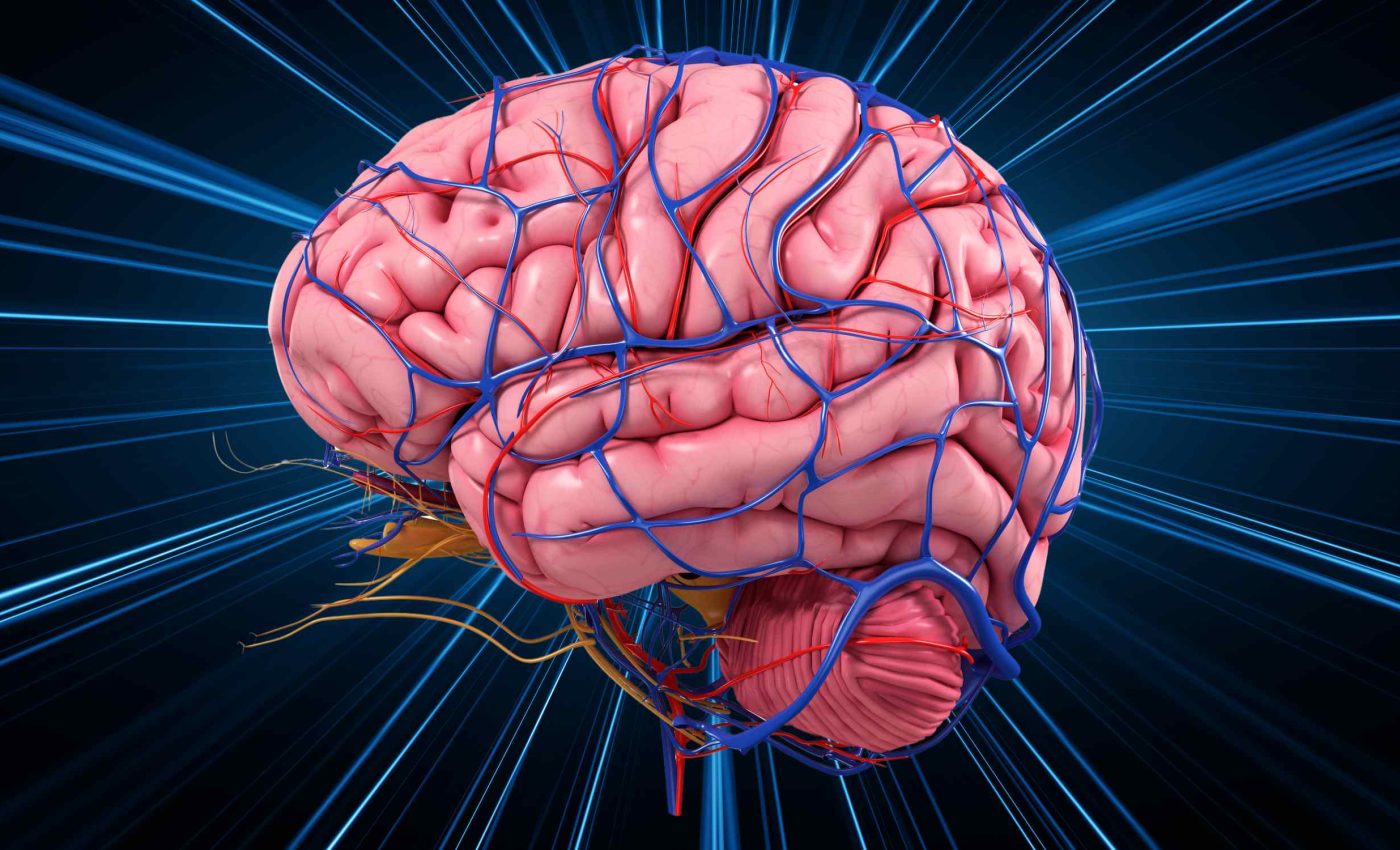 Scientists discover the speed at which the brain processes information