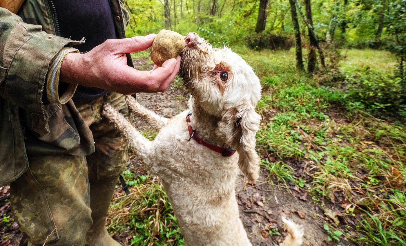 Two new truffle species discovered with the help of special 'truffle dogs'