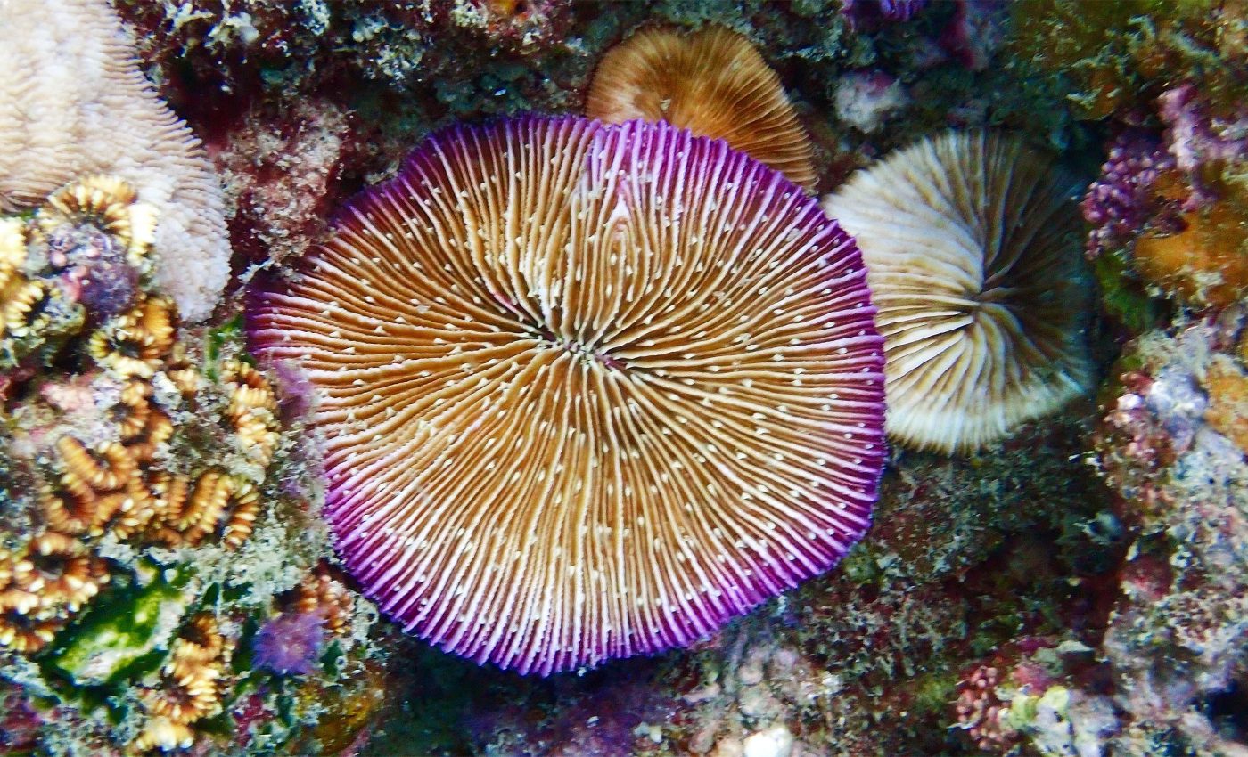 Corals that walk and migrate? Fascinating climate change survival strategy discovered