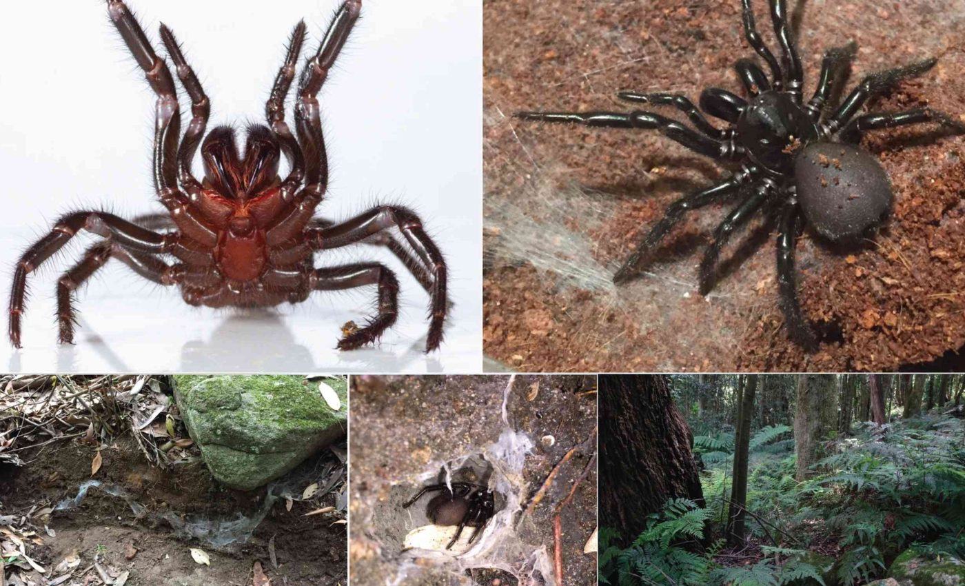 New giant species of the world's most dangerous spider identified