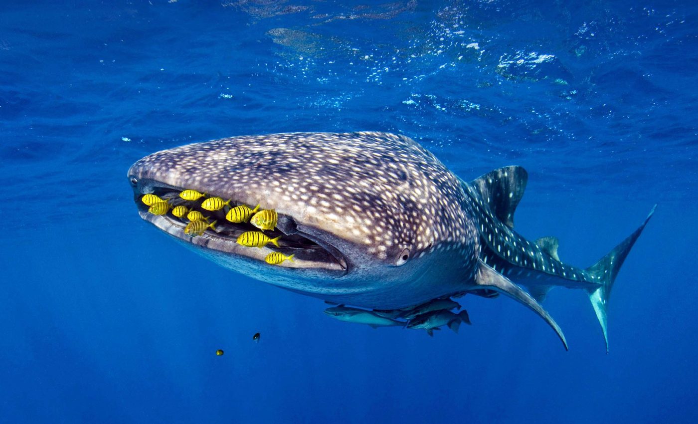 Whale sharks use offshore oil rigs as food stops during migration, harming conservation efforts