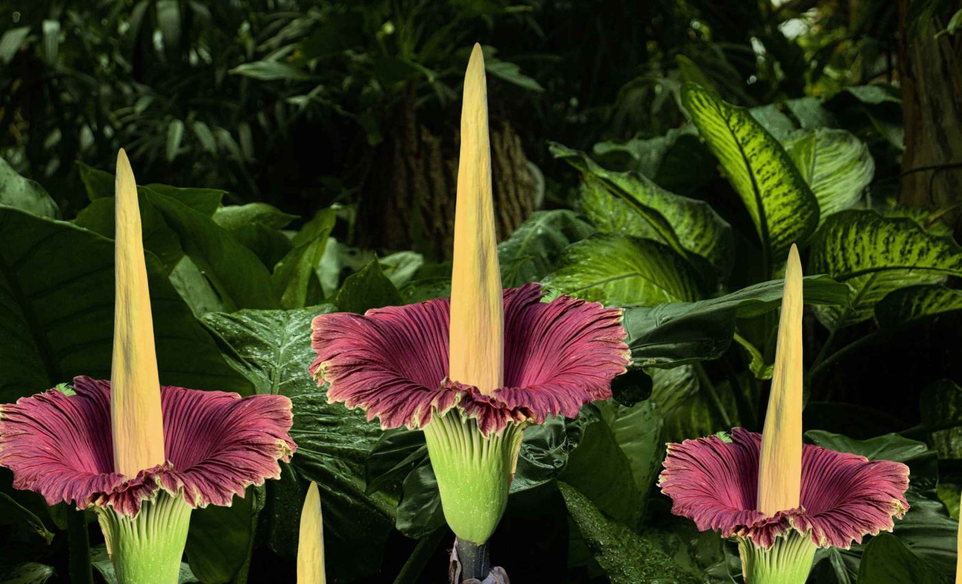 Corpse flowers smell like death, but thousands rush to see them bloom