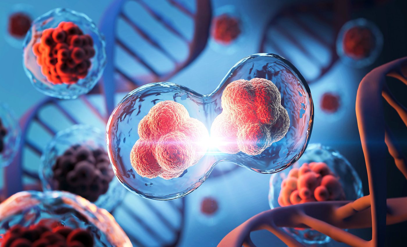 Embryo development shows how evolution had many options to choose from