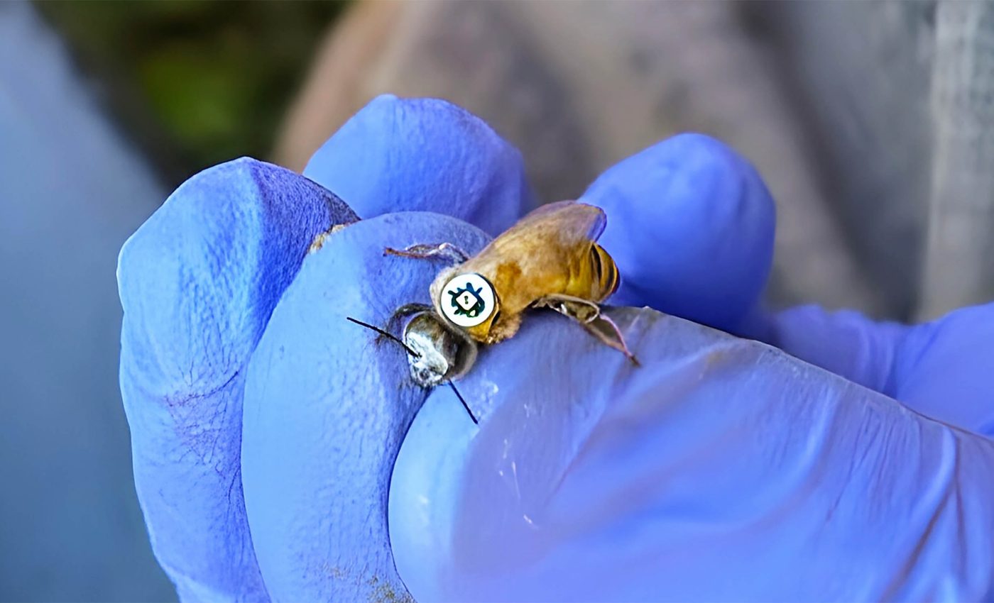 What is it like to be a bee? These tiny QR tracking tags helped science find out