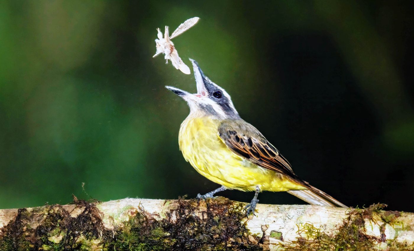 Birds communities struggle as moth populations decline