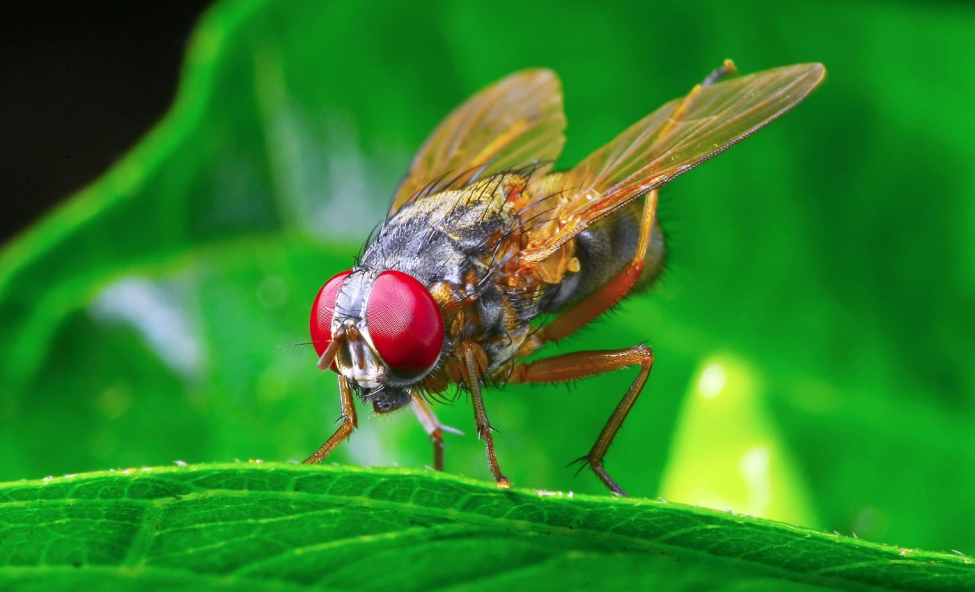 Flies like to play and have fun like other animals, according to a fascinating new study