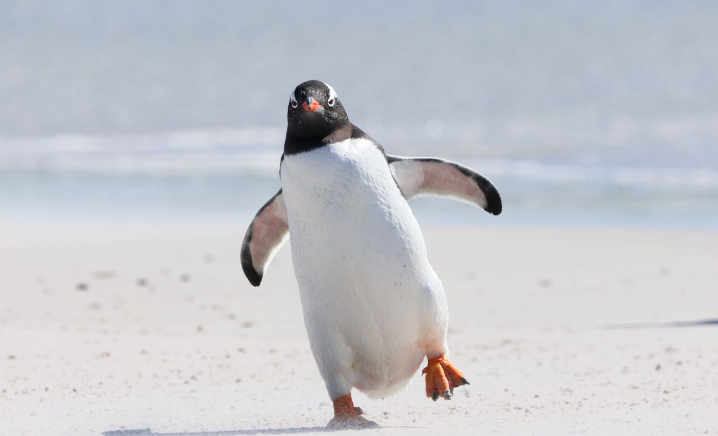 Why some birds lose the ability to fly