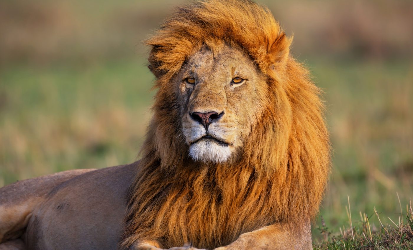 World Wildlife Day 2025: A global call to protect nature