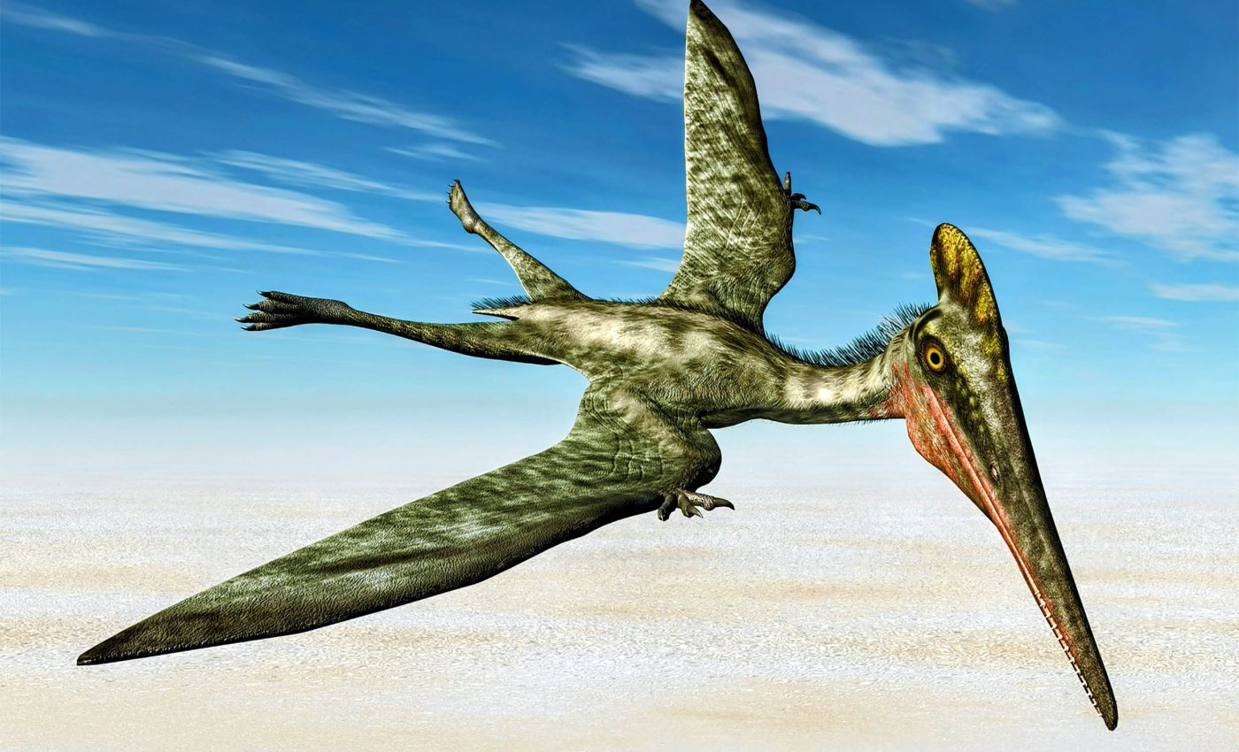 100-million-year-old bones inspire new aircraft design