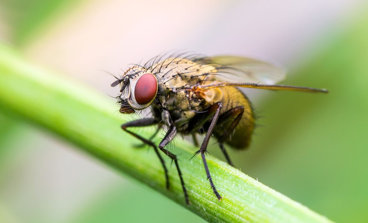 Insect populations are "dramatically" declining around the world as scientists sound alarm