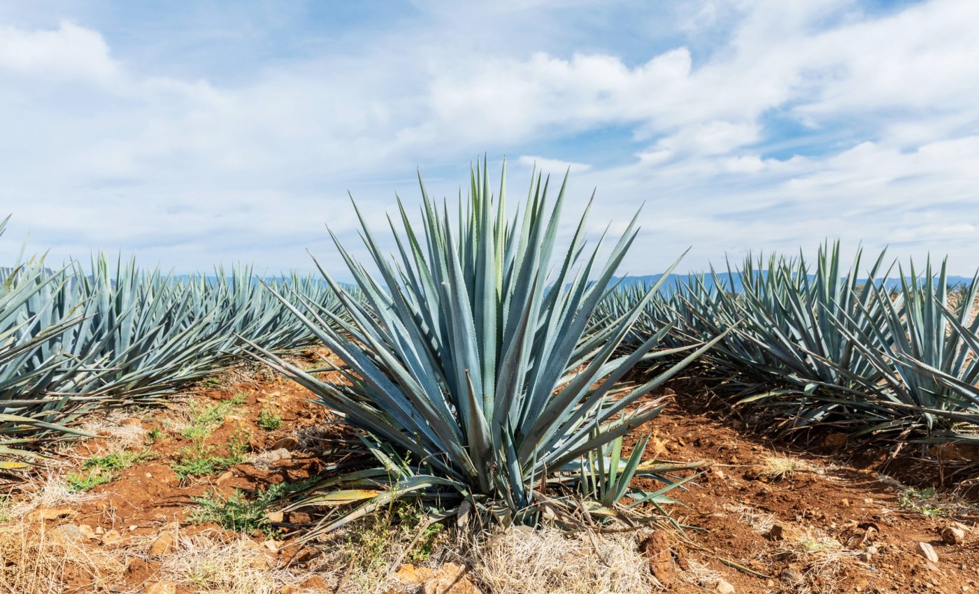 Agave plants: Nature’s answer to water conservation