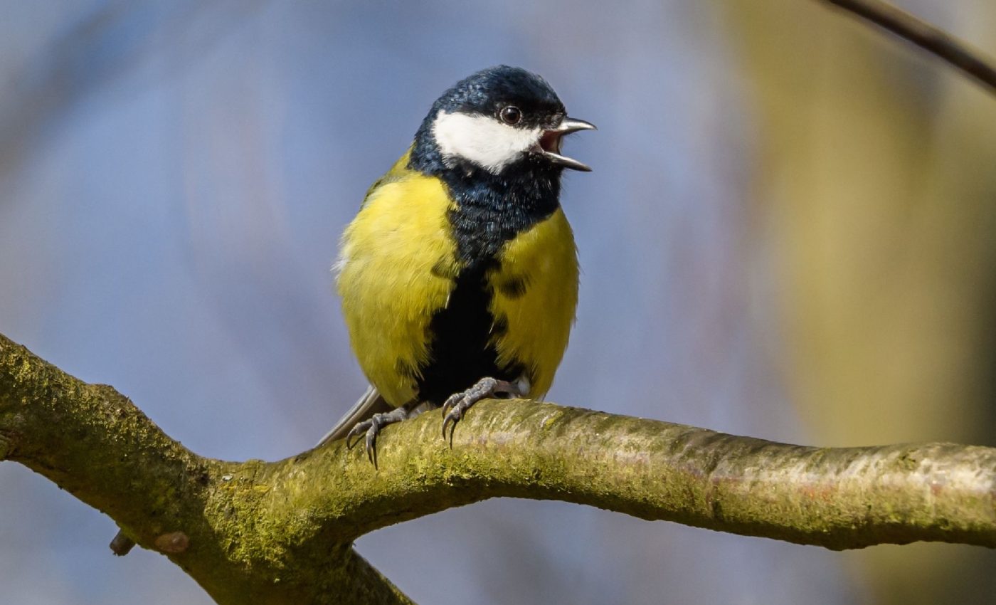 Birds learn songs like humans learn languages