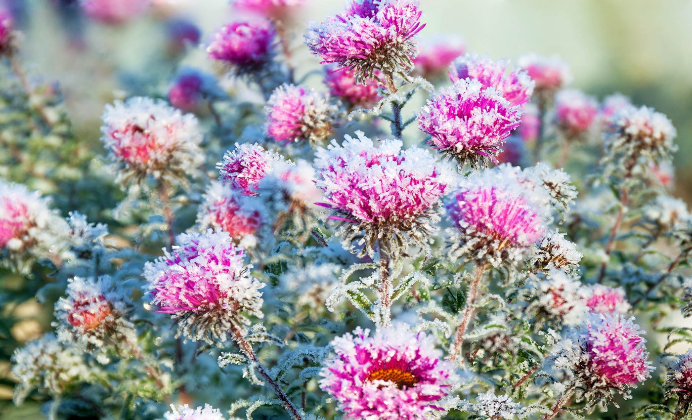 Plants have an amazing ability to 'rewire' themselves to survive winter