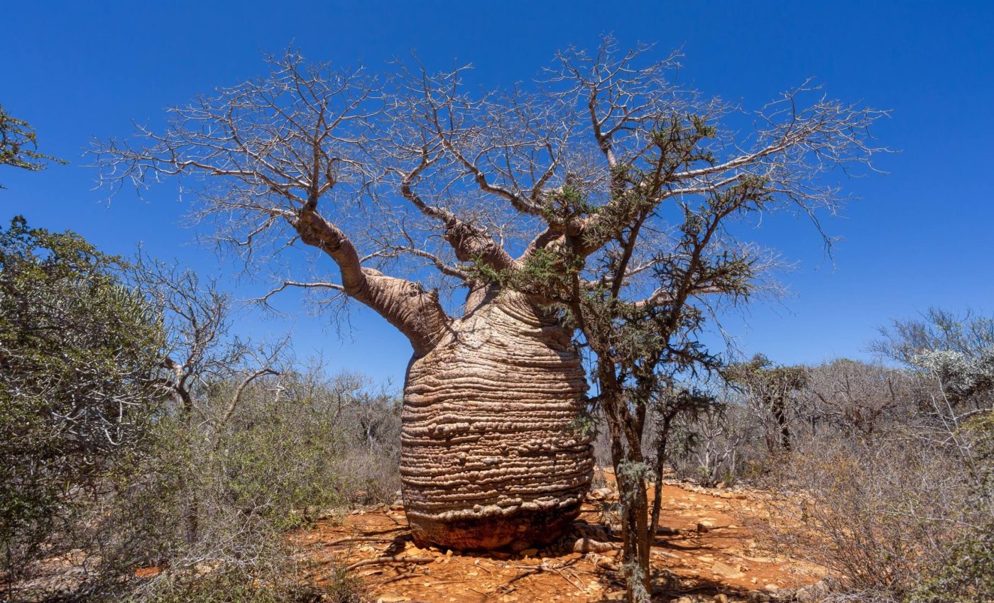 How future climate conditions will transform plant growth