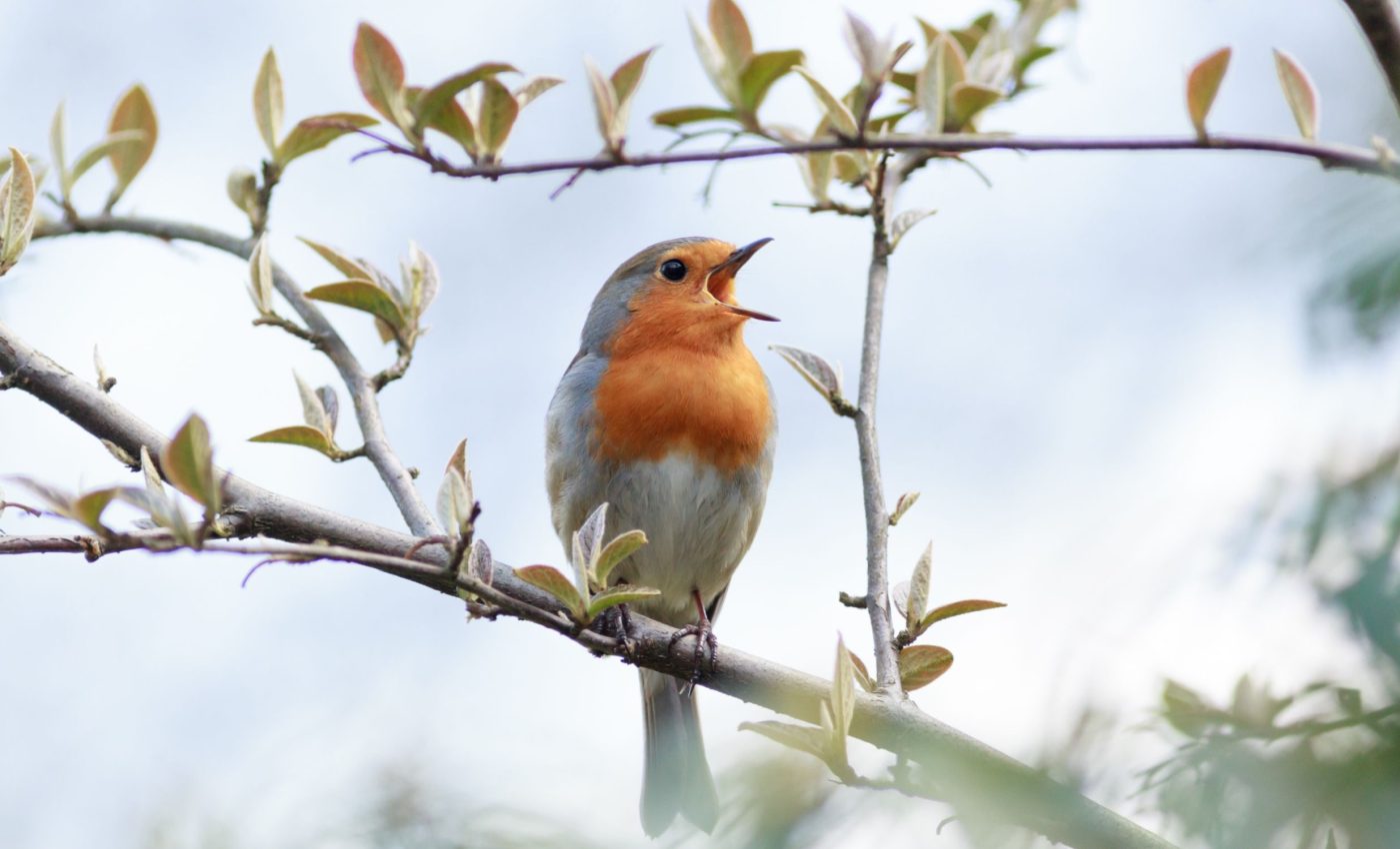 Every bird song can help scientists make smarter forest decisions