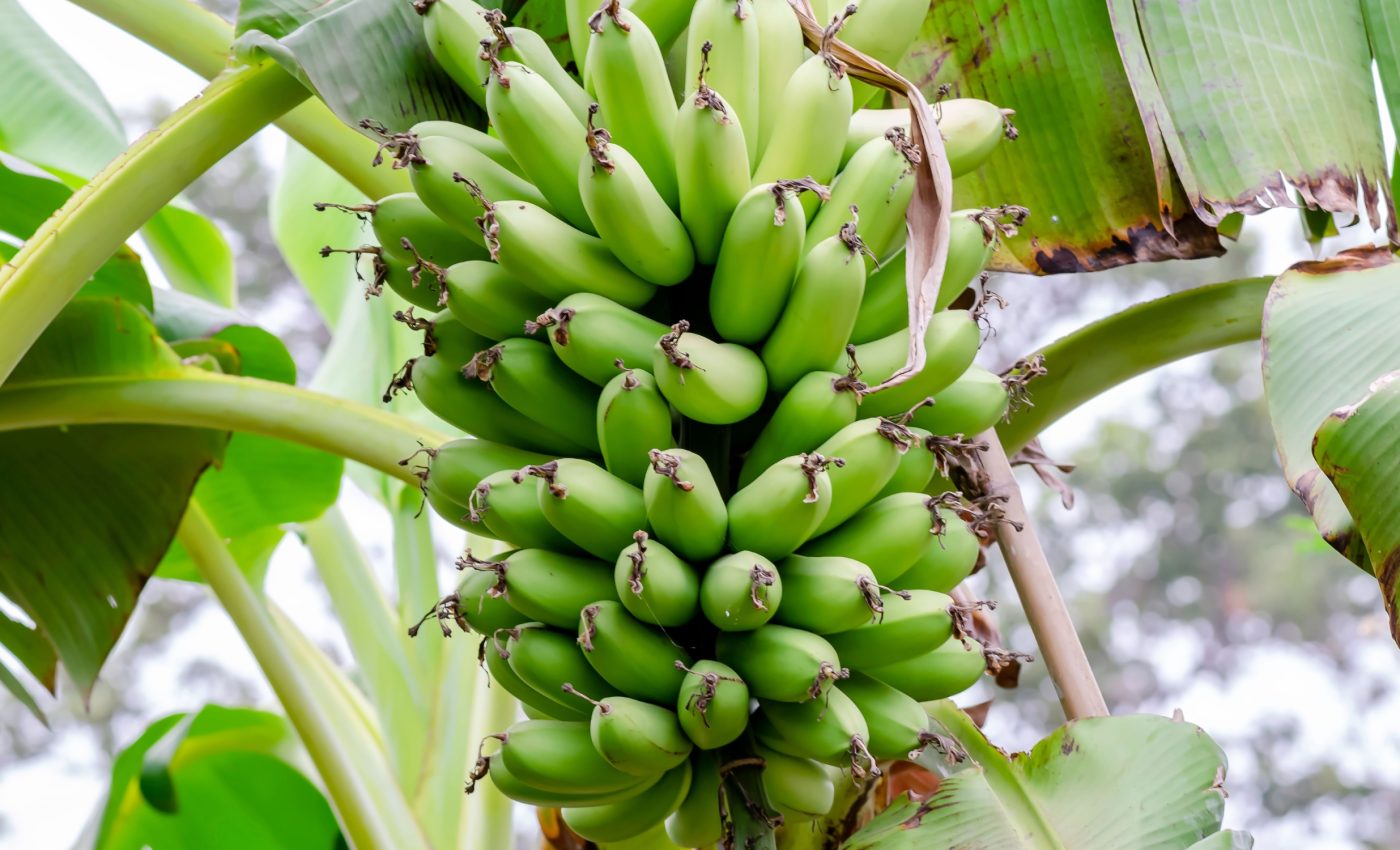 Rising temperatures threaten the future of banana farming