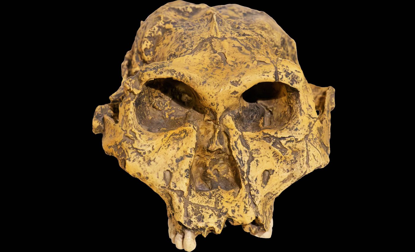 Discovery: These human ancestors walked upright over 2 million years ago