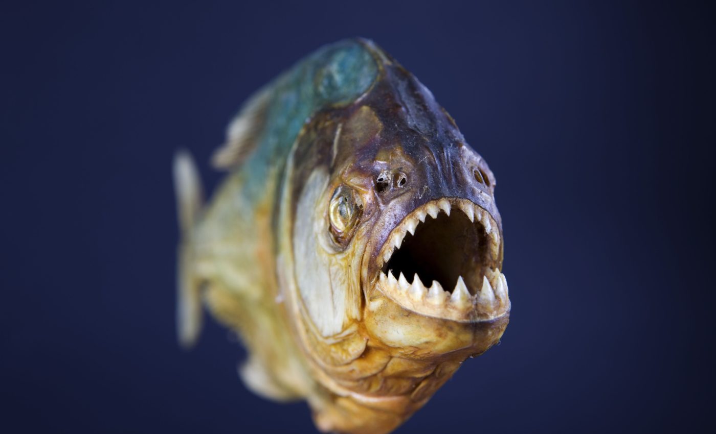 Fish evolve rapidly by switching between simple and complex teeth