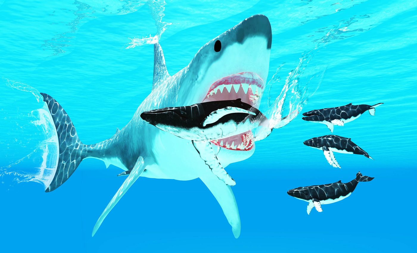Megalodon looked much different than how humans have imagined