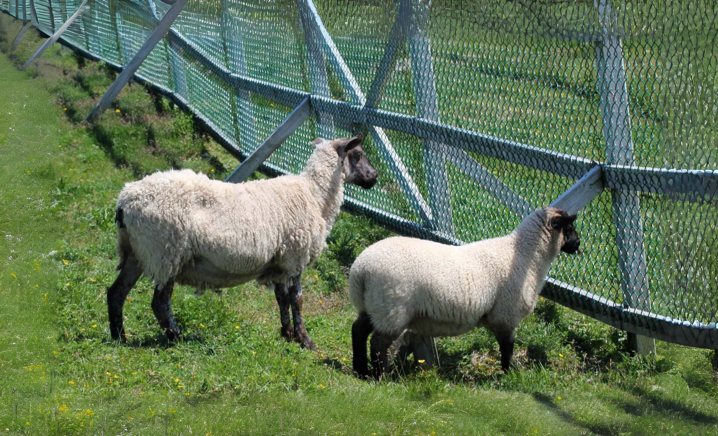 Helping predators and livestock become better neighbors