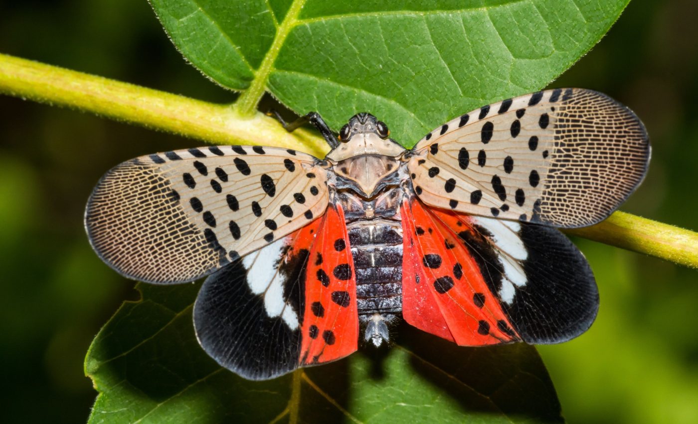 Native insects can lead the battle against the spotted lanternfly