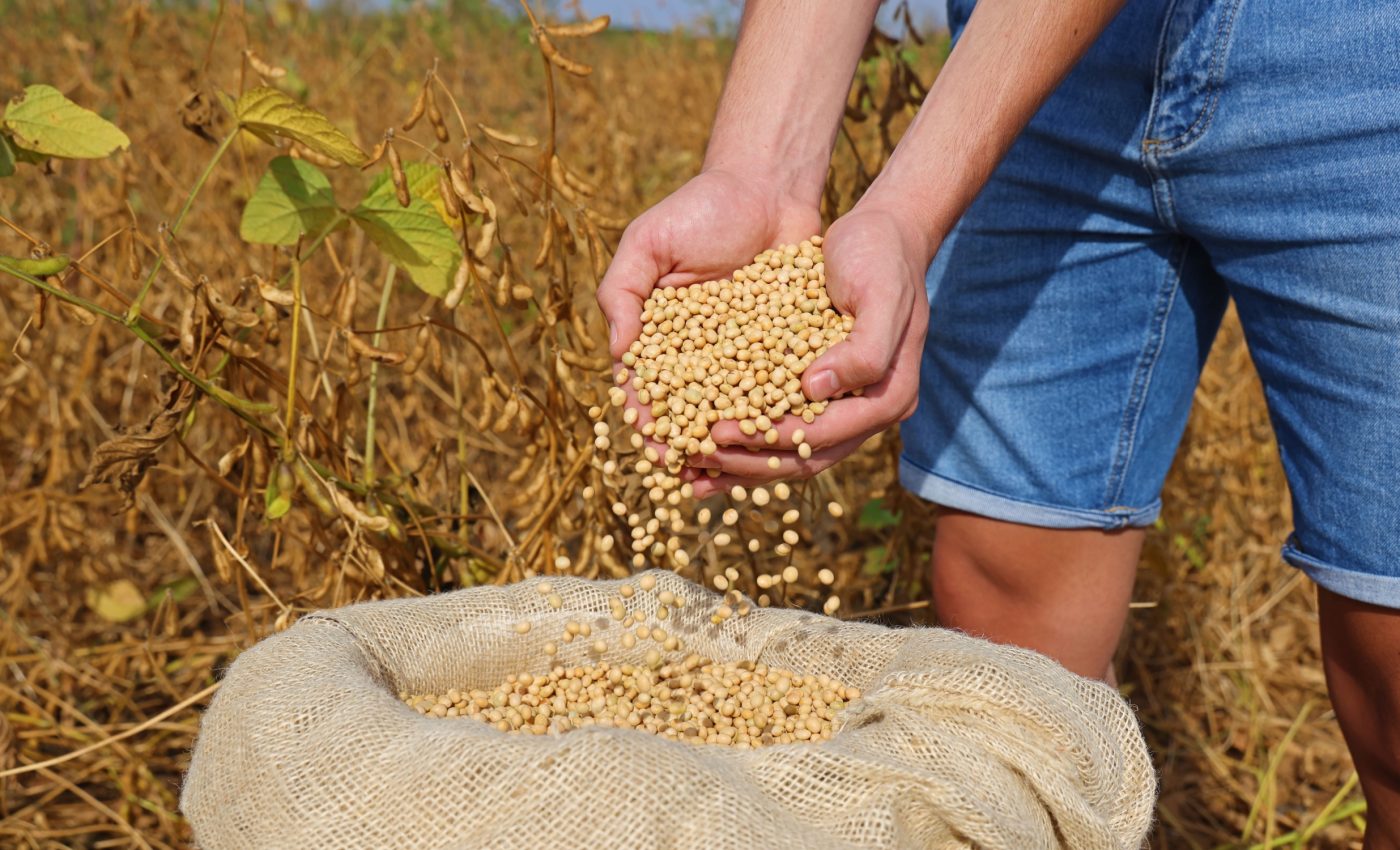 Rising carbon dioxide makes crops grow bigger but less nutritious