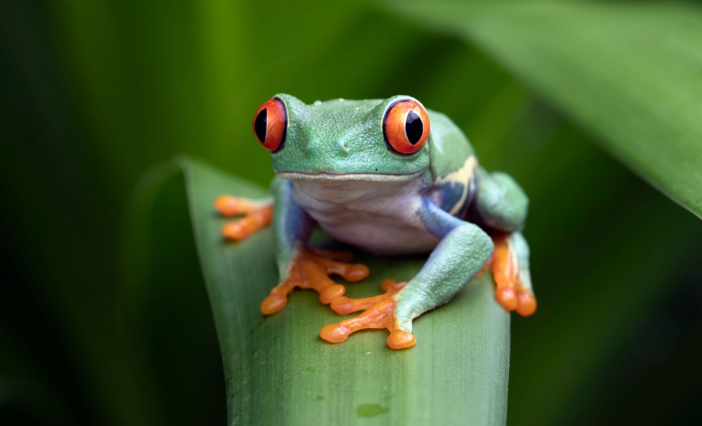 World Frog Day 2025: Protecting nature’s tiny guardians