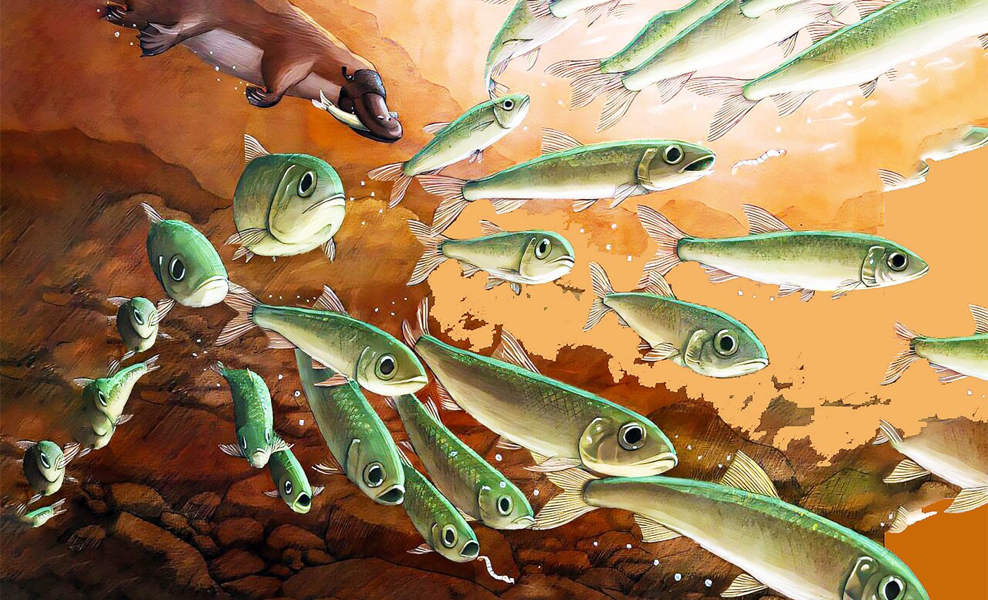 Stomach contents preserved after 15 million years in fish fossil