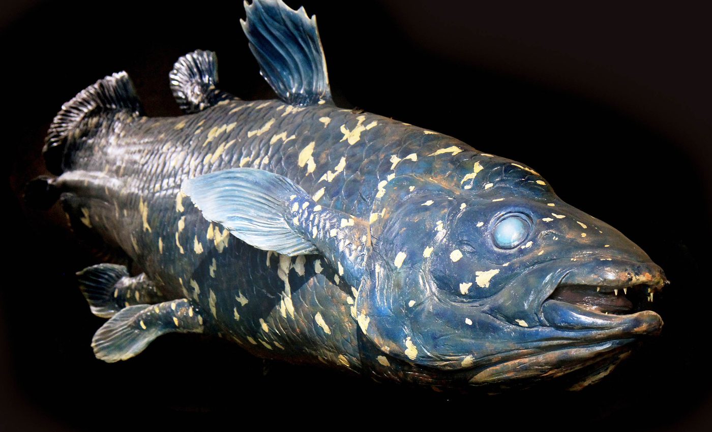 World’s oldest fish was presumed extinct for 60 million years before being rediscovered