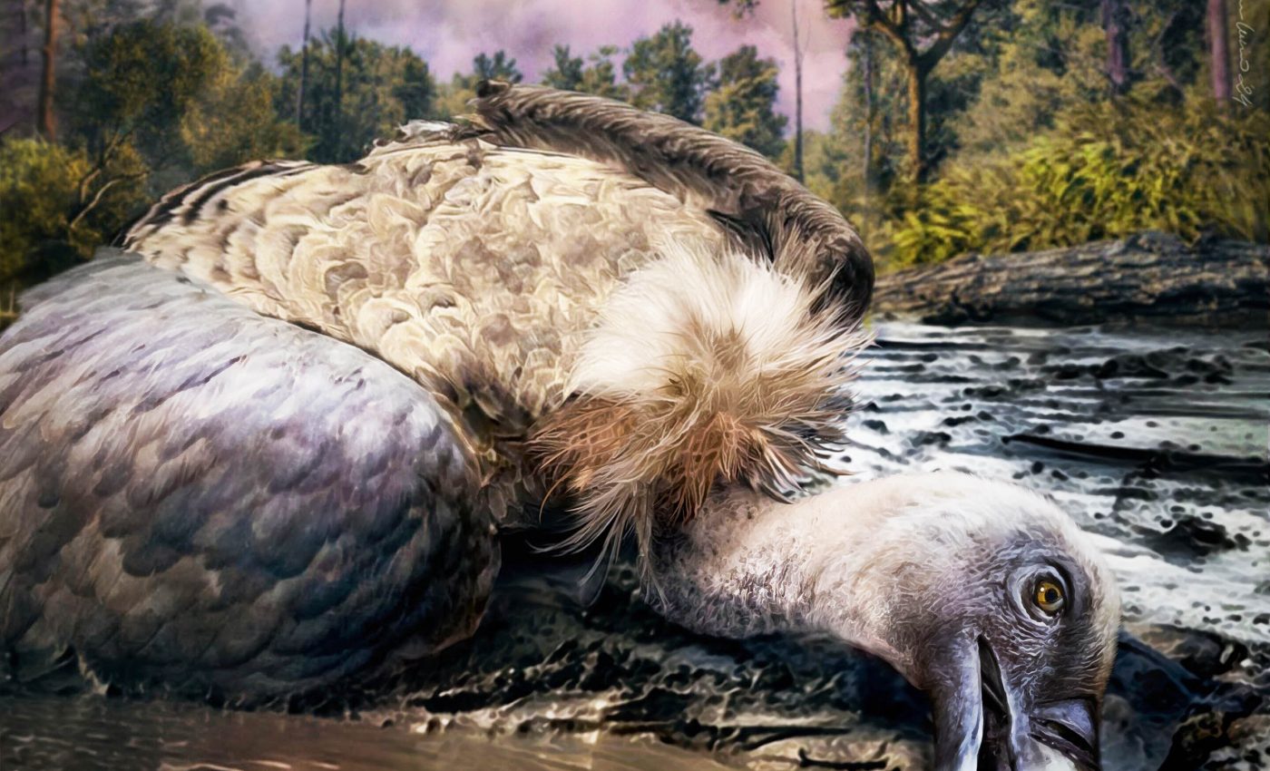 Vulture fossil reveals that volcanic rock can preserve feathers