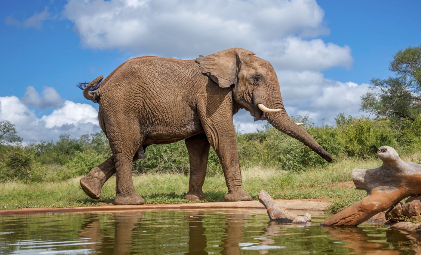 Elephants choose their paths carefully to conserve energy