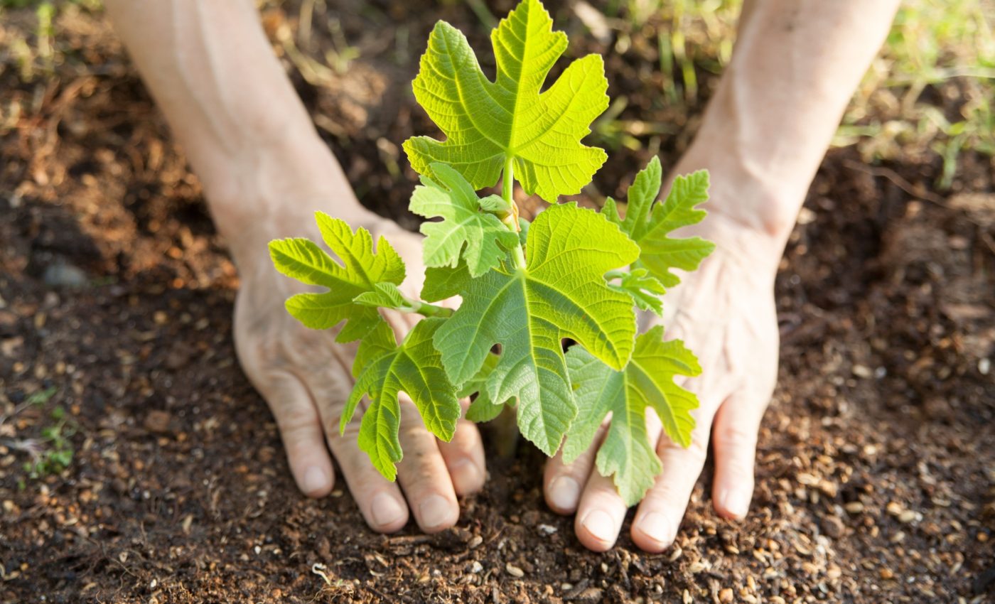 Native plants can’t outrun climate change on their own