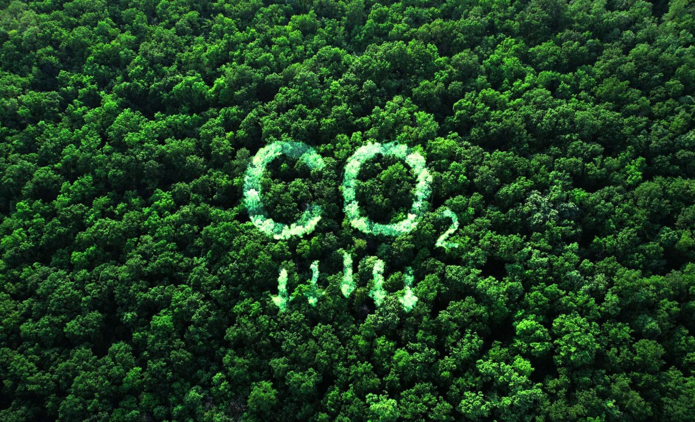 Forests can no longer carry the climate burden alone