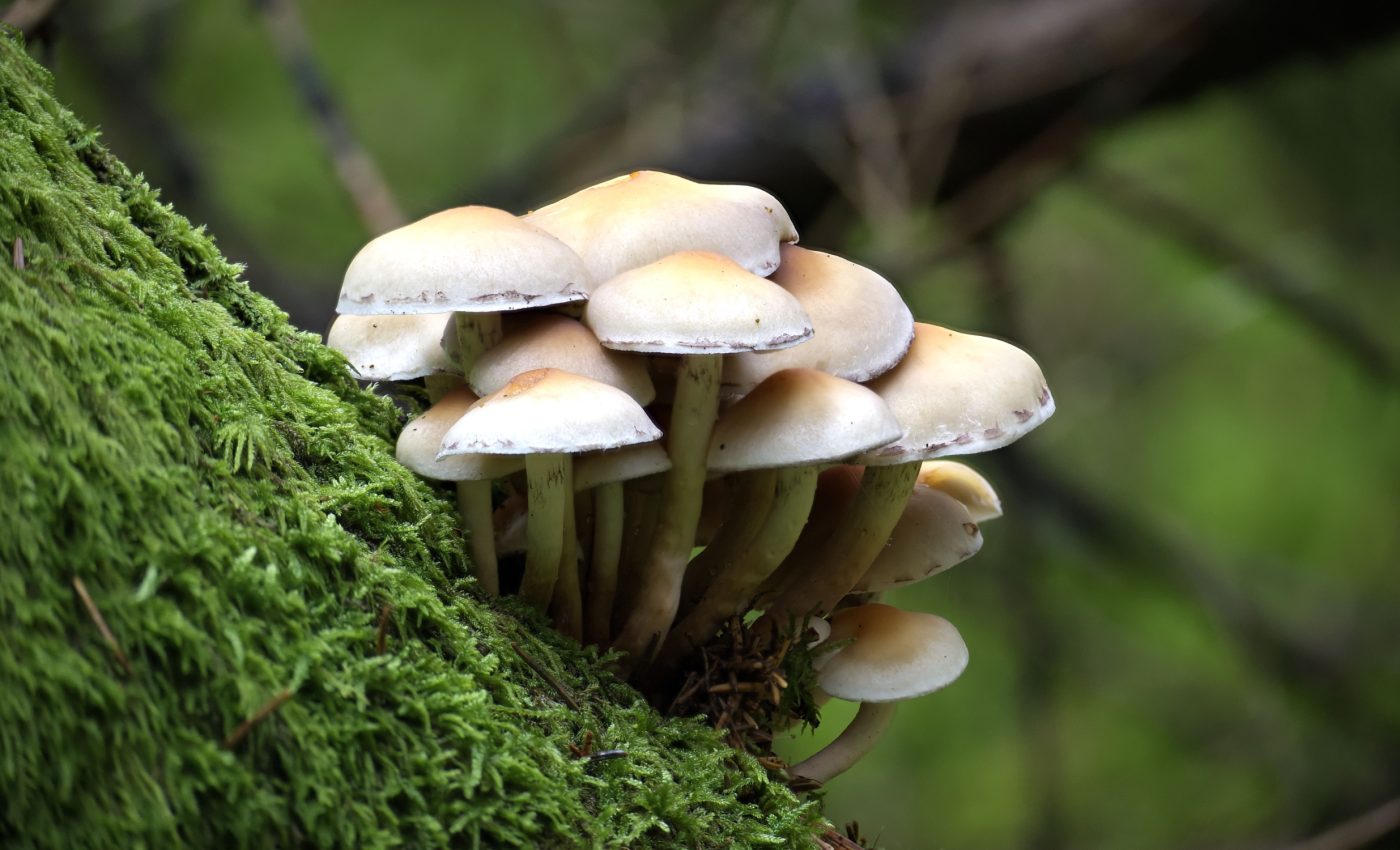 Hundreds of fungi species are threatened with extinction