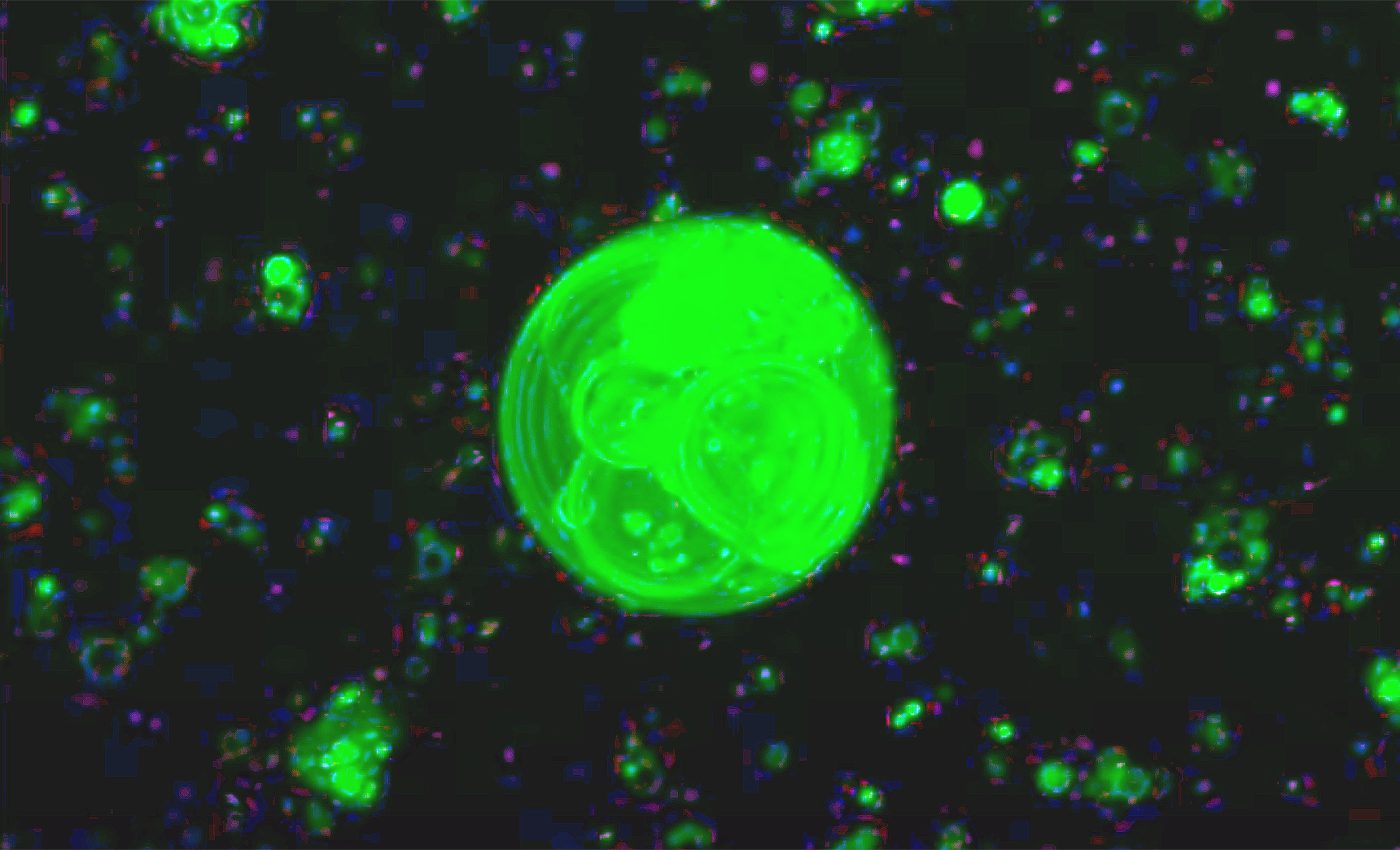 How did the first cells form on Earth? Scientists think they finally figured it out