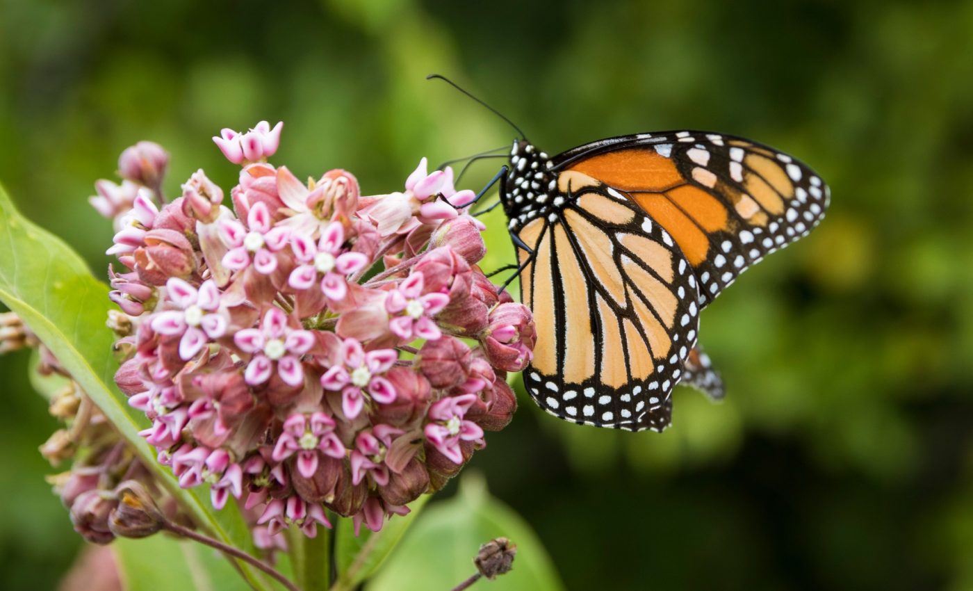 Butterfly effect in reverse: Climate change turns havens into traps