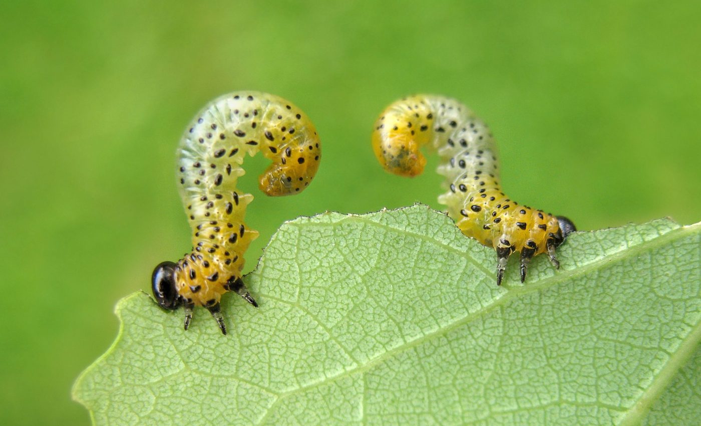 These incredibly tiny caterpillars defend the world's smallest territory