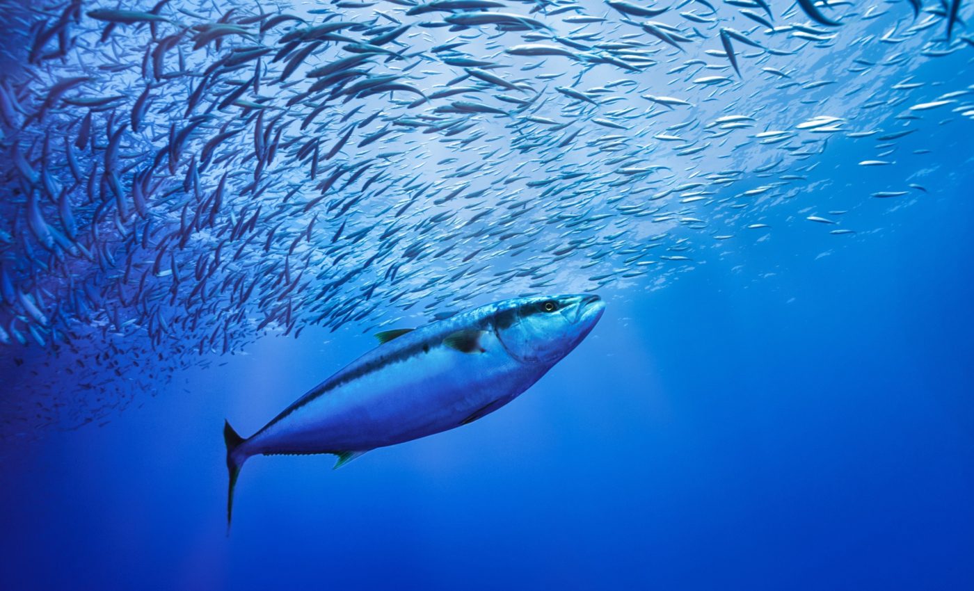 Deep ocean buffet: Big fish are surprisingly reliant on the twilight zone