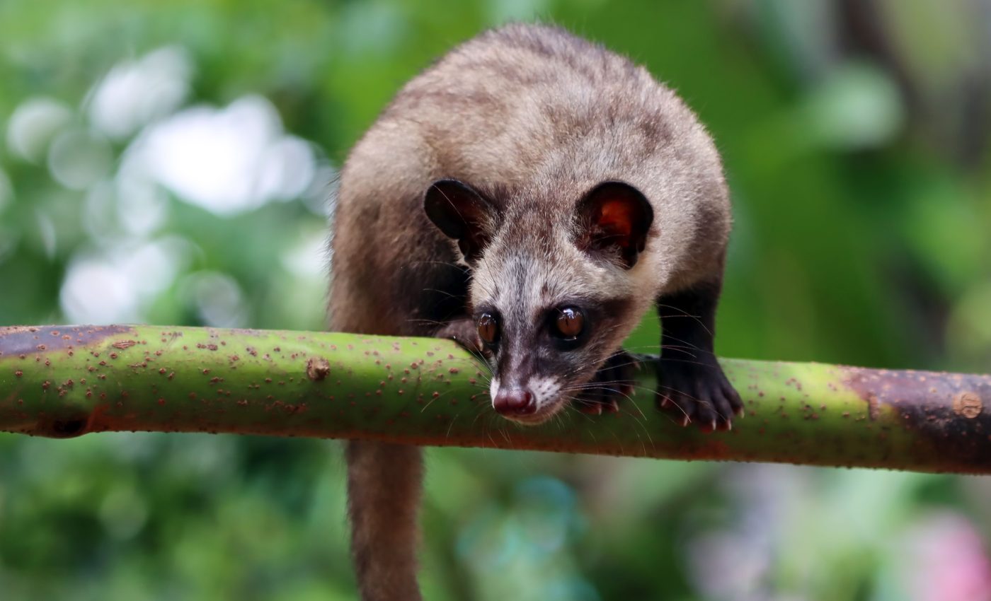 World Civet Day 2025 reveals the dark side of a luxury coffee
