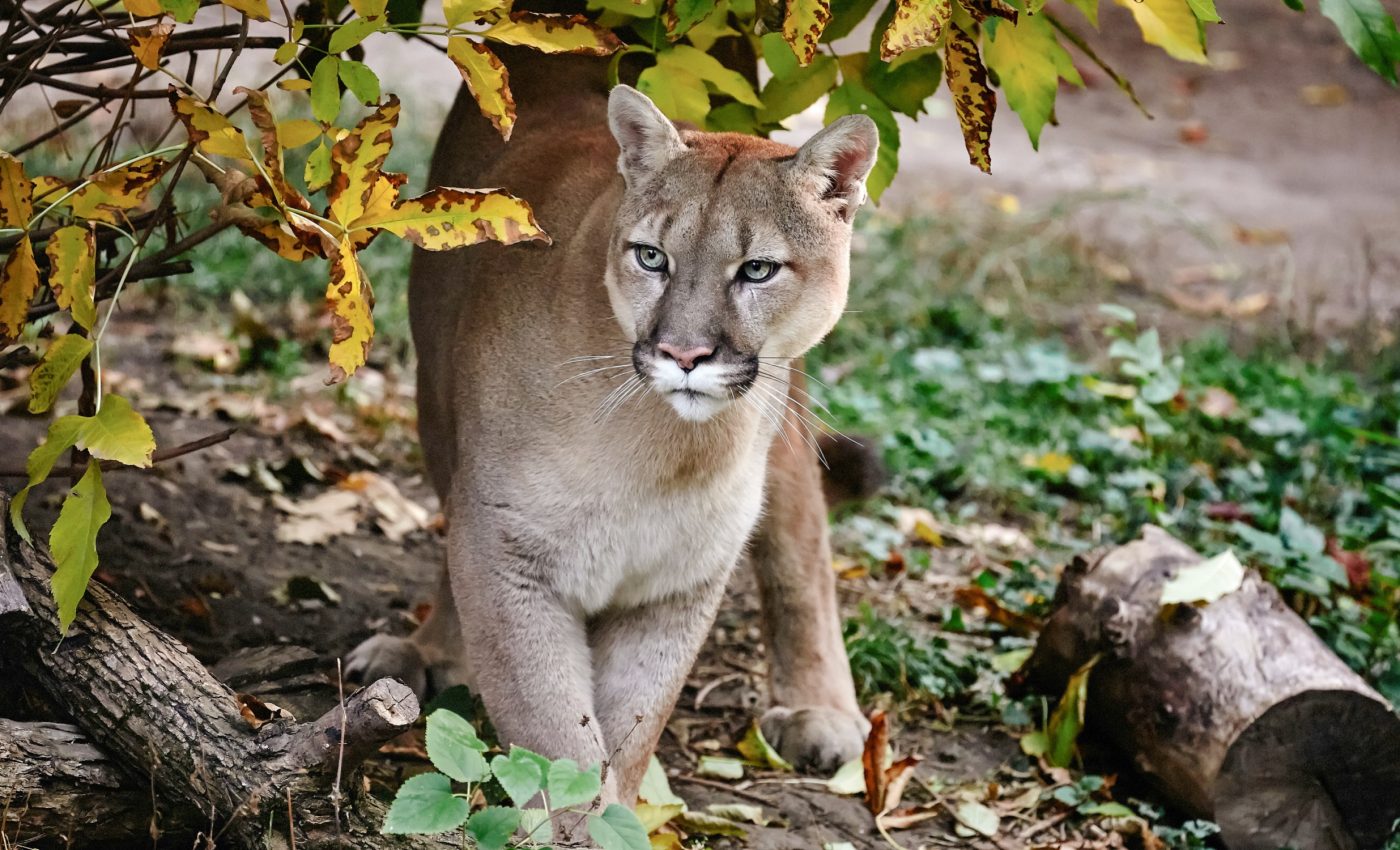 Cougars hunt smaller prey to avoid conflict with other predators