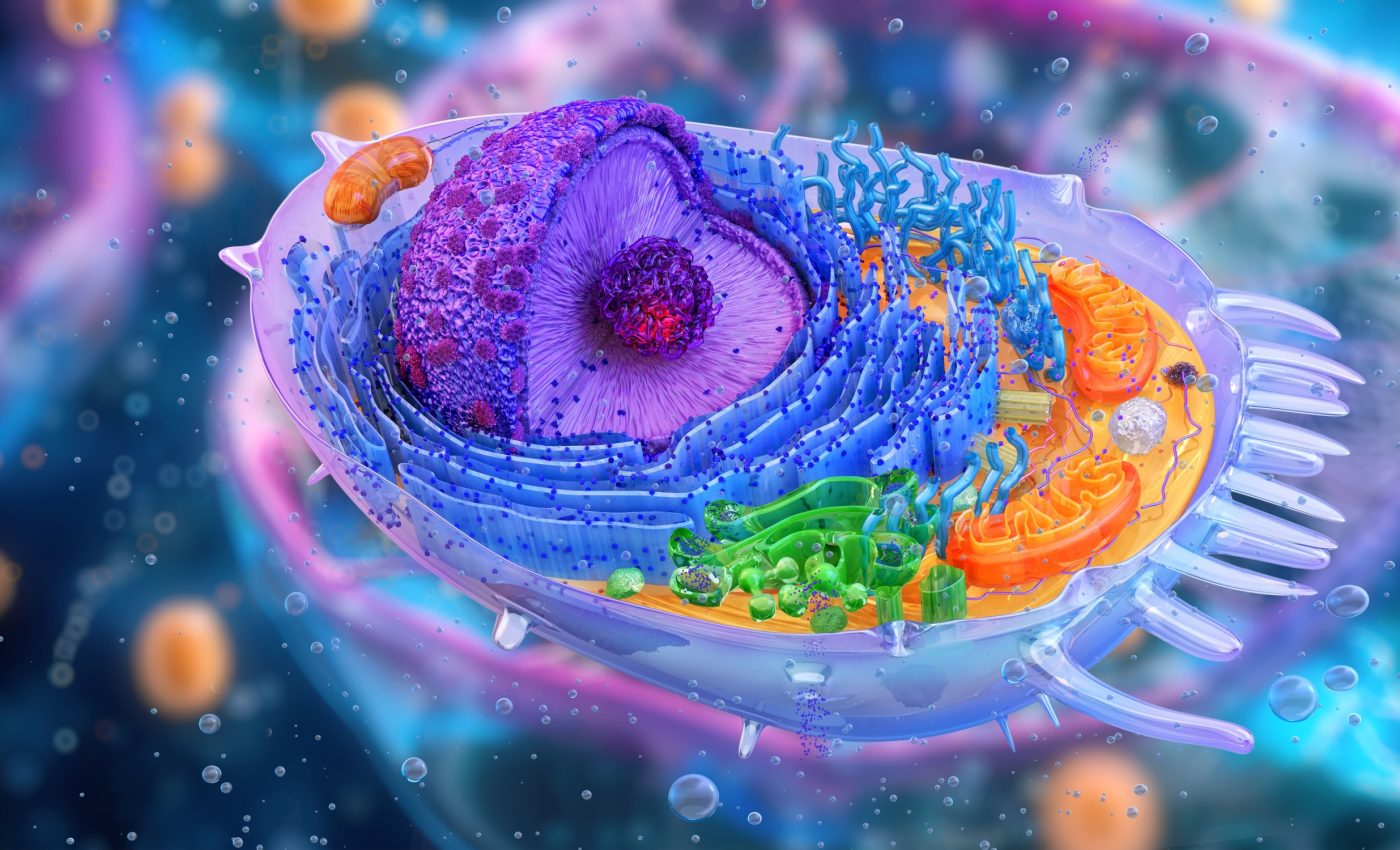 Scientists learn how cells manage to keep their mitochondria healthy