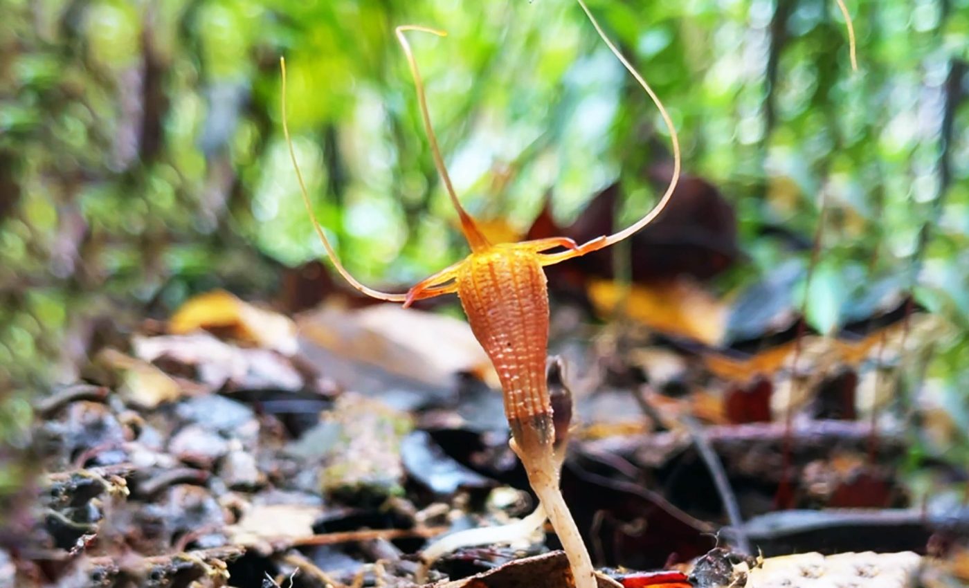 Newly discovered fairy lantern species can't photosynthesize