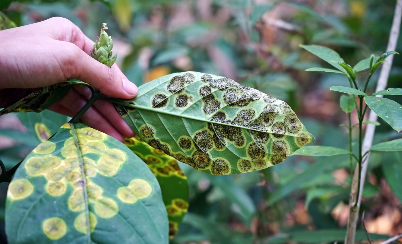 Pests are moving to cooler regions due to climate change