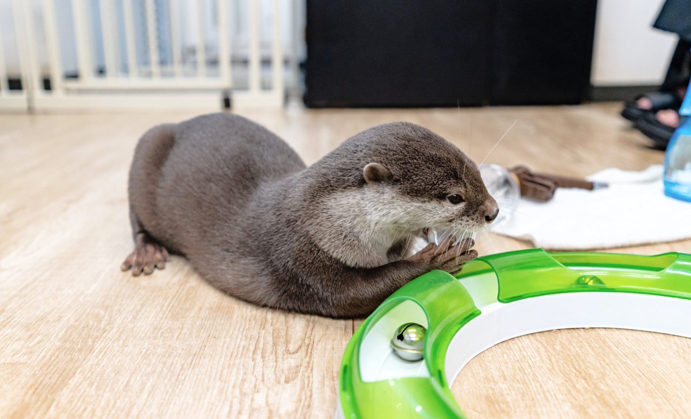 Japan’s obsession with otters comes at a cost