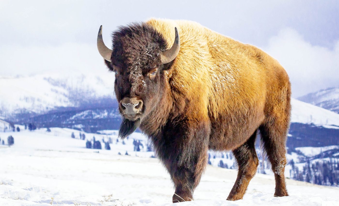 Yellowstone's iconic bison have finally merged back into a single herd after 120 years of effort