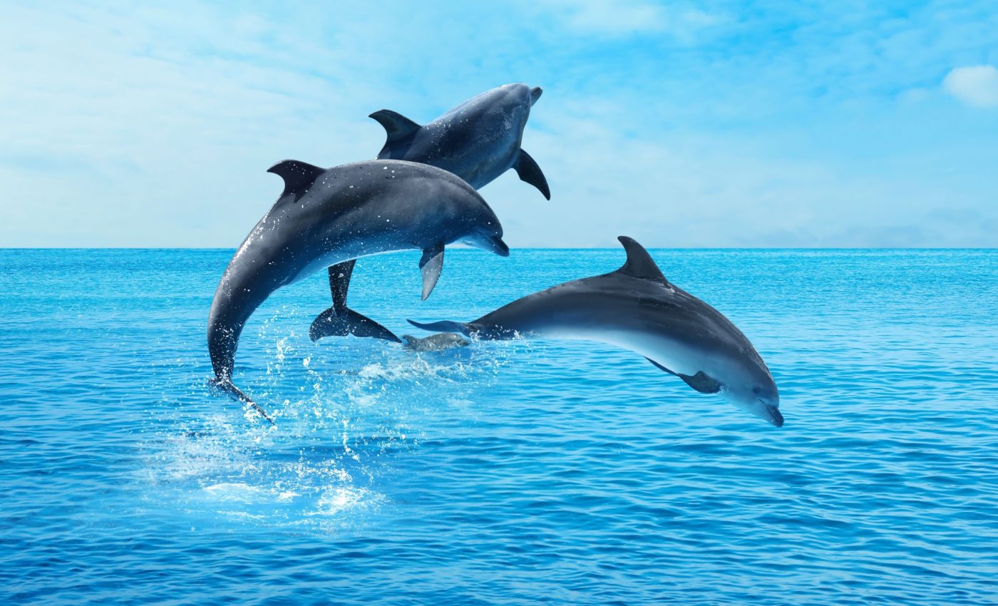 National Dolphin Day 2025: Honoring the ocean’s most playful minds
