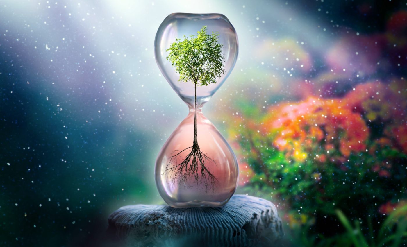 Timing is everything: How trees use an inner clock for smarter growth