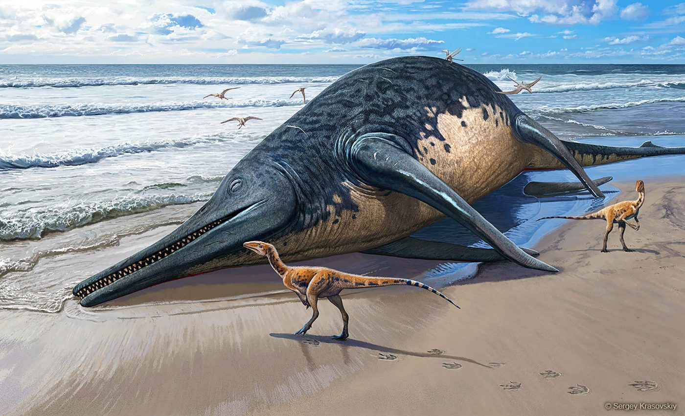 Largest marine reptile ever known to exist was discovered by an 11-year-old girl